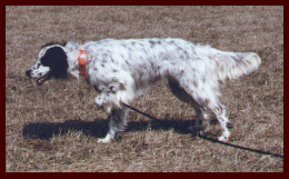 Jazz and Brian after his first retrieve!